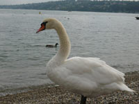 LEBEDE PE LACUL GENEVA, ELVETIA